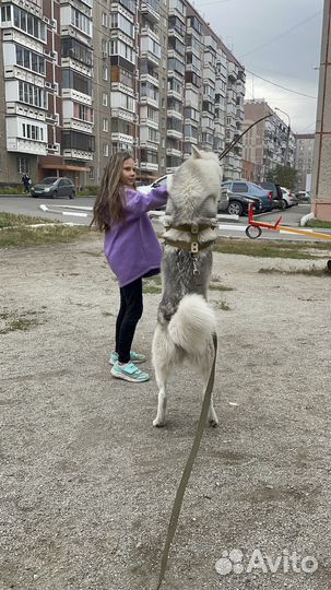 Хаски вязка