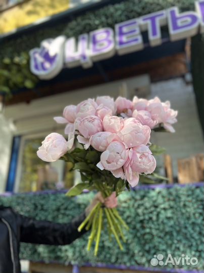 Пионы оптом