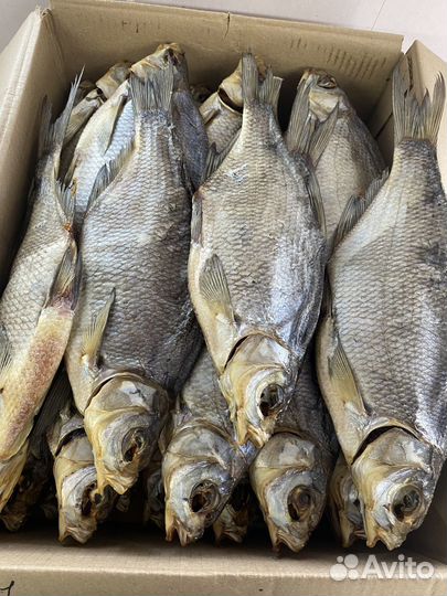 Лещ Астраханский