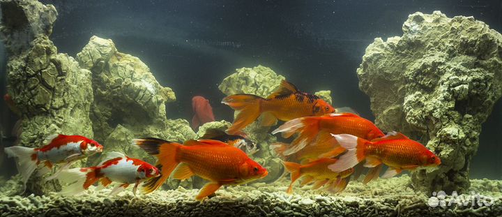 Растения и рыба для прудов и водоемов