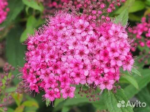 Садовые цветущие кустарники