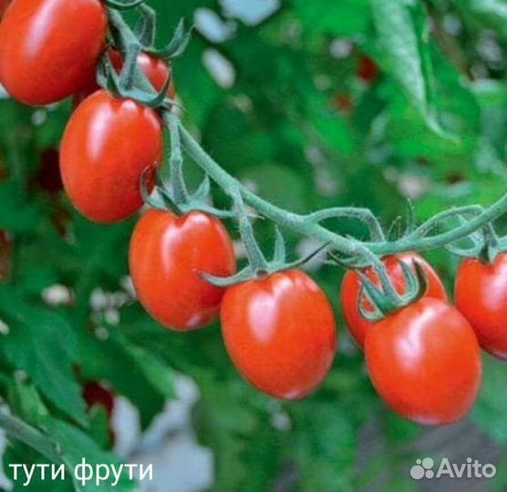 Семена томата Тутти фрутти f1 10шт