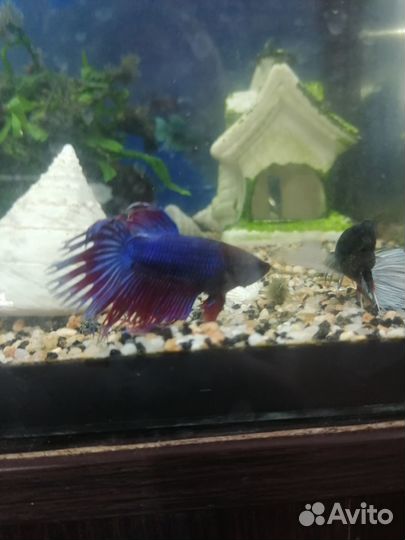 Рыбка петушок