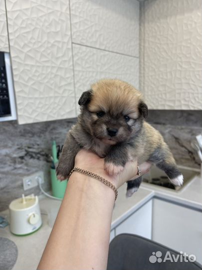 Померанский шпиц 1 месяц