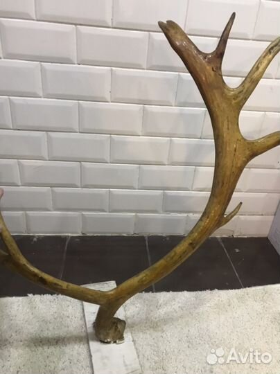Рога оленя
