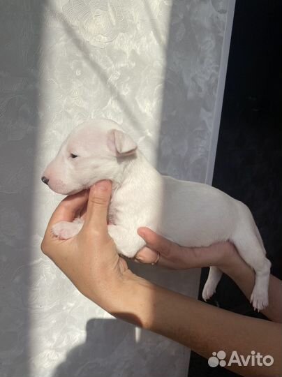 Миниатюрный бультерьер щенки