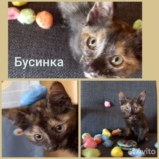 Котята в добрые руки приучены к лотку