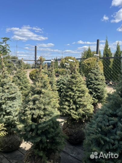 Ель голубая