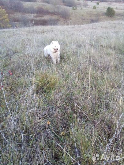 Собака.вязка