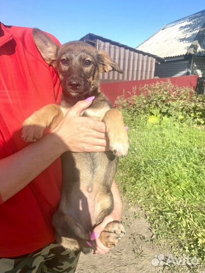 Щенки бесплатно