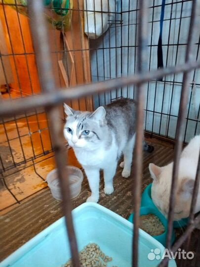 Кошка