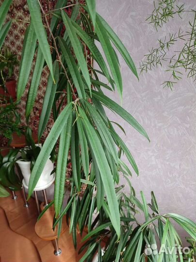 Комнатные цветы