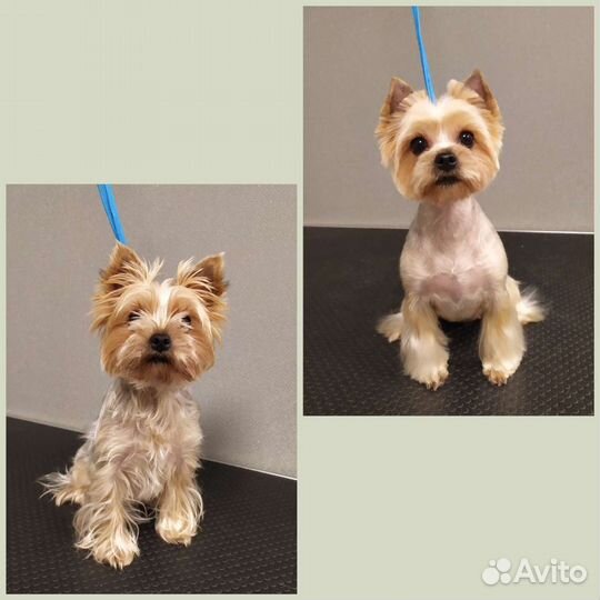 Стрижка собак и кошек