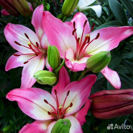 Лилия саженцы Лоллипоп