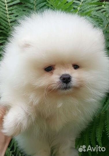 Шикарнейший Померанский шпиц медвежьего типа