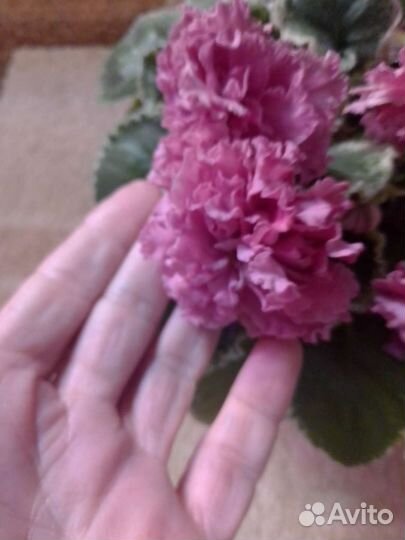 Сортовые фиалки