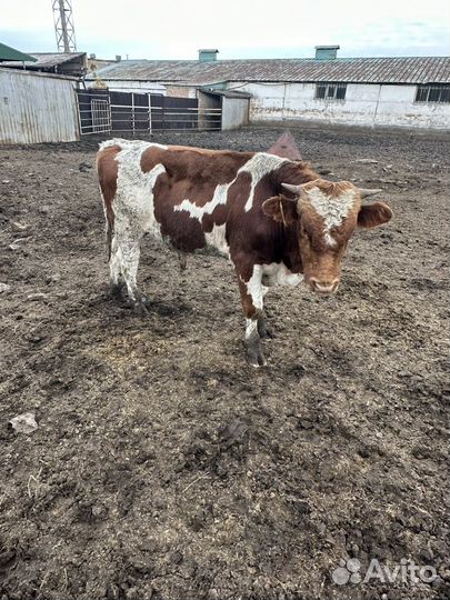 Бычки и телки на откорм (герефорды, симменталы, ан