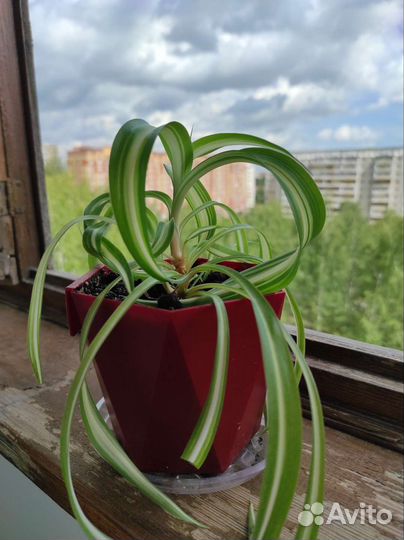 Хлорофитум