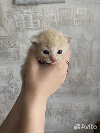 Отдам в добрые руки