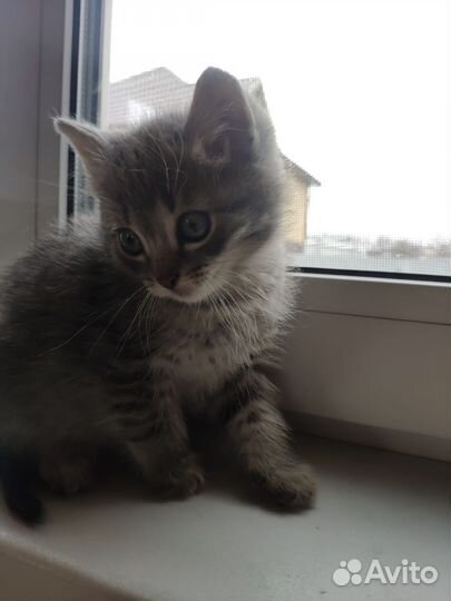 Котята в дар