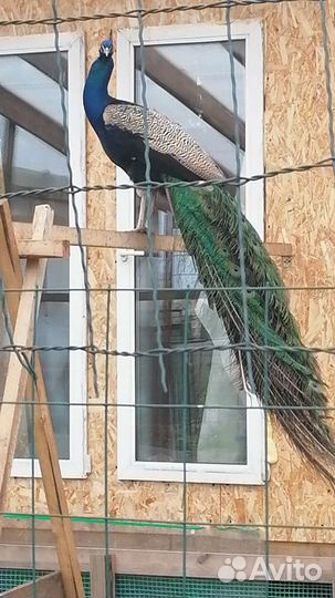 Павлины и индюки