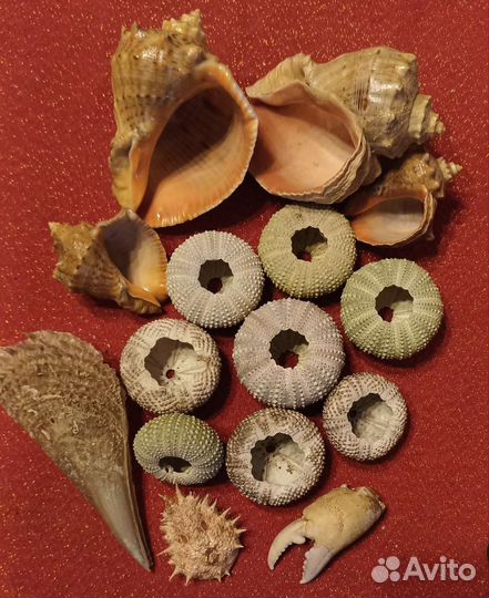 Ракушки: морские ежи, рапаны