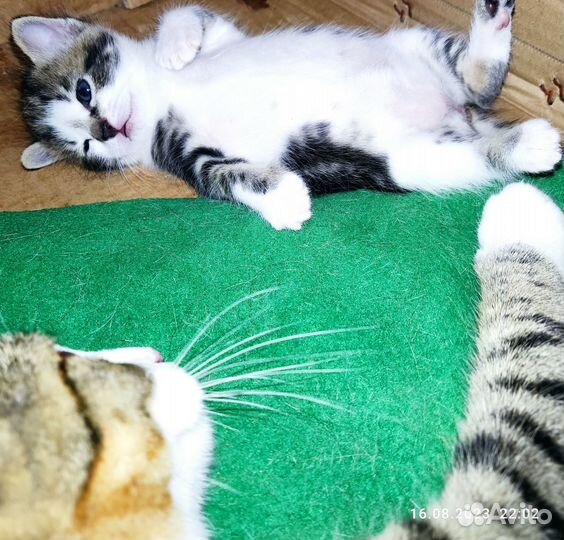 Трехцветный котенок девочка в добрые руки