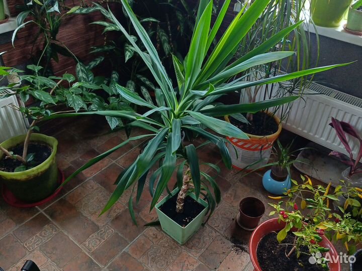 Пальма юкка