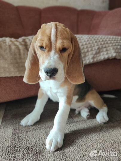 Щенки бигль