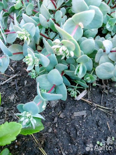 Седум Эверса