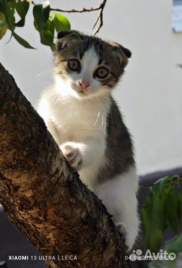 Кошки в добрые руки бесплатно