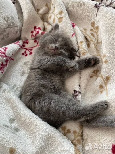 Британский котенок
