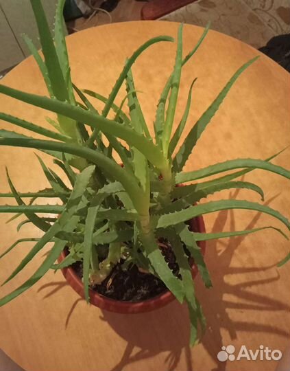 Алоэ-Лечебное Растение