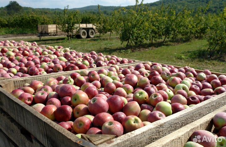Сборщик яблок. Вахта