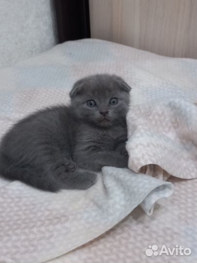 Котята вислоухие