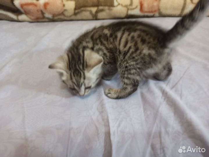 Кошки в добрые руки
