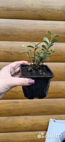 Клюква, брусника, голубика