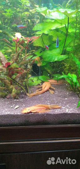 Супер ред анцитрус вуалевый