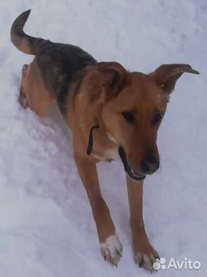 Умняшка Леди Фьорд