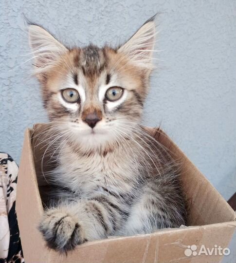 Отдам котенок-мальчик с примесью мейн-куна, девочк