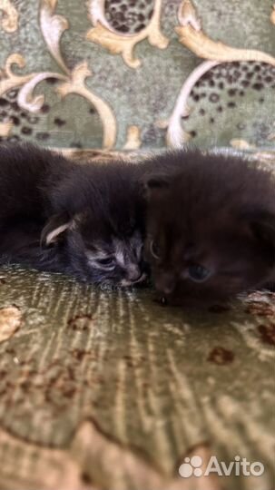 Кошка в дар бесплатно