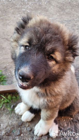 Кавказская овчарка