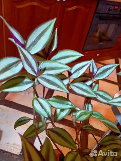 Традесканция зебрина