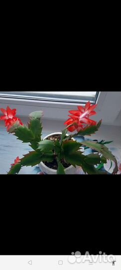 Декабрист красный и белый