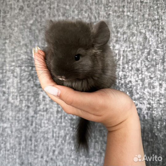 Шиншилла Фиолетовая Ангора