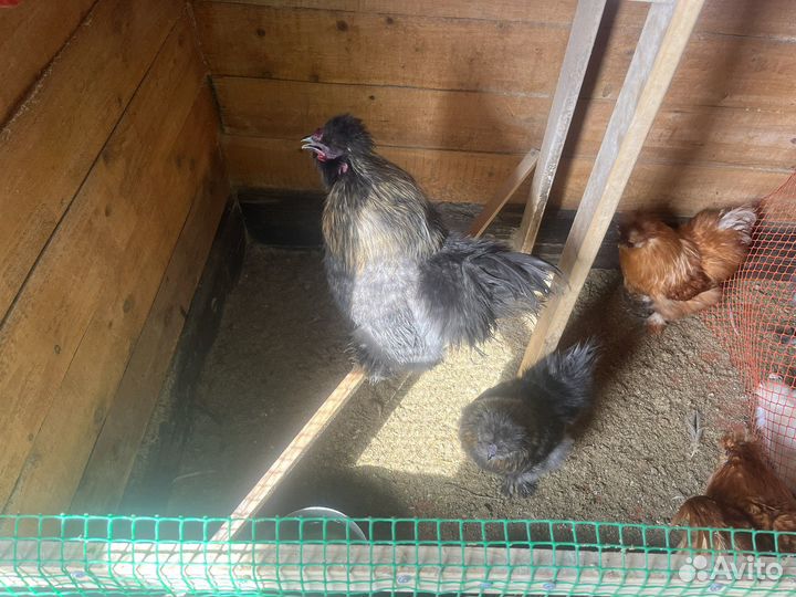 Китайские шелковые куры