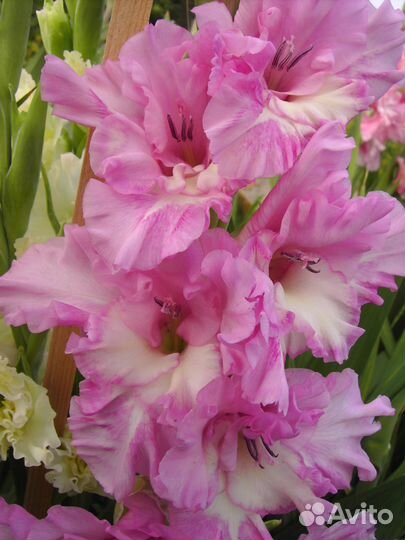 Гладиолусы- цветы, луковицы и детки