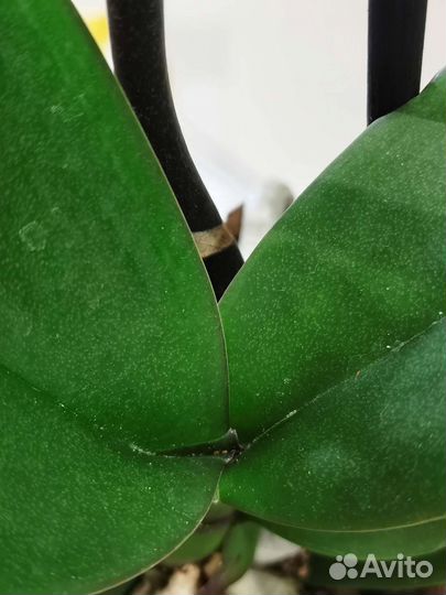 Орхидея Asian Coral