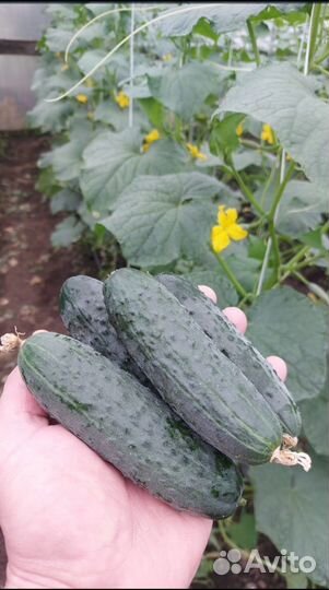 Огурцы и помидоры домашние свежие