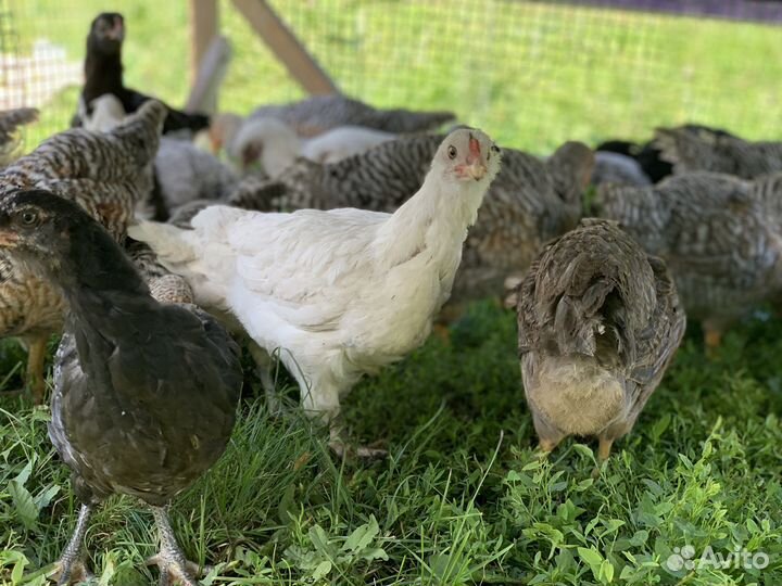 Цыплята породистые